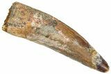 Fossil Spinosaurus Tooth - Real Dinosaur Tooth #365649-1